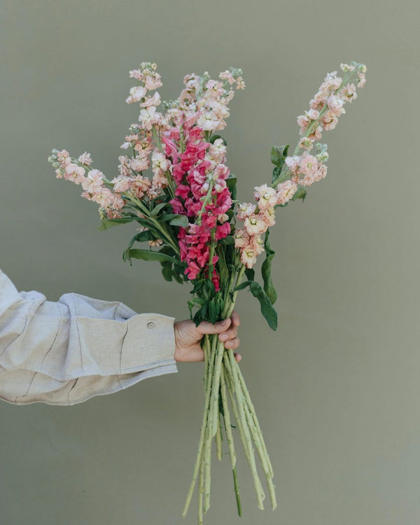 A hand in a linen shirt holding a bouquet of pink stock and snapdragons against a sage green wall